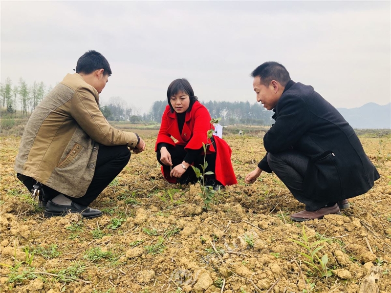 图1·谭祥兰带领社区班子成员在油茶基地查看产业生长情况.jpg